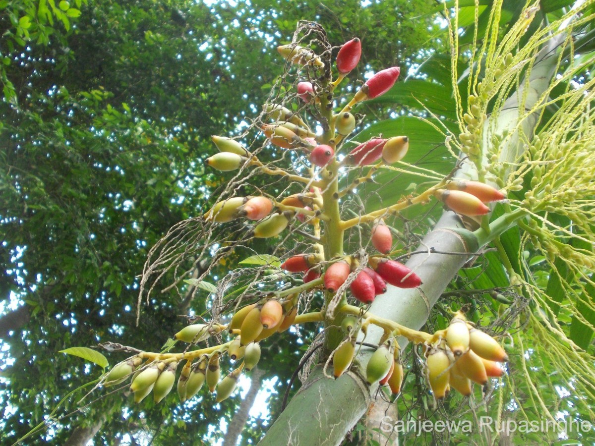 Areca triandra Roxb. ex Buch.-Ham.